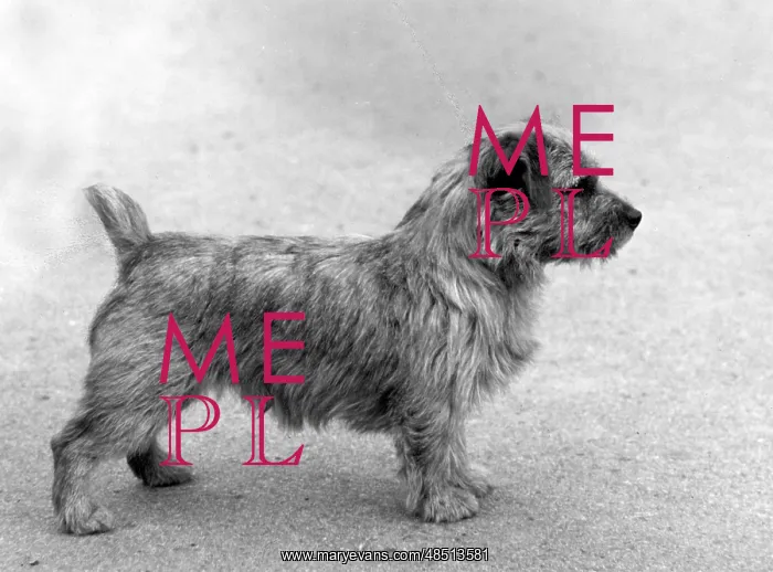  : FALL / NORFOLK TERRIER / 63