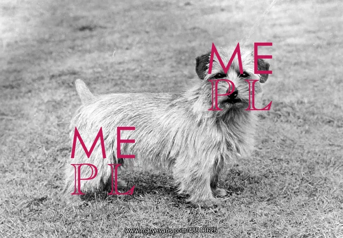  : FALL / NORFOLK TERRIER / 72
