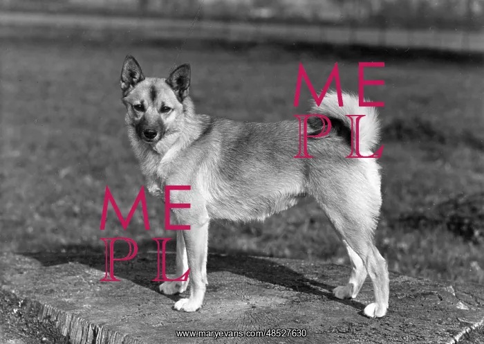  : FALL / NORWEGIAN BUHUND / 56