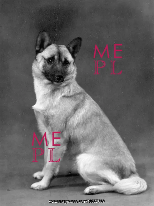  : FALL / NORWEGIAN BUHUND / 60