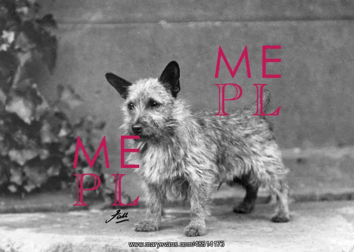  : FALL / NORWICH TERRIER / 38