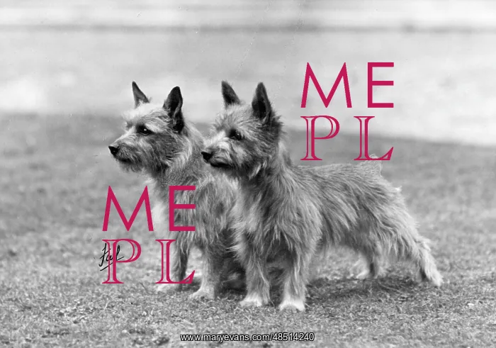 : FALL / NORWICH TERRIER / 46 : FALL / NORWICH TERRIER / 46