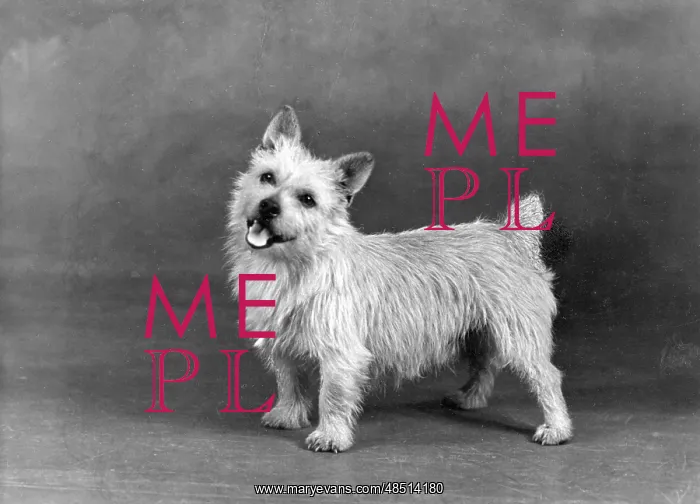  : FALL / NORWICH TERRIER / 47