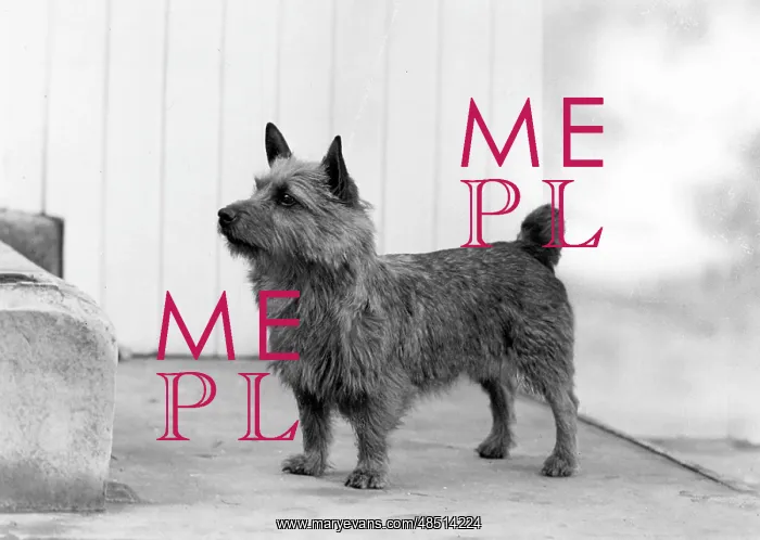  : FALL / NORWICH TERRIER / 53