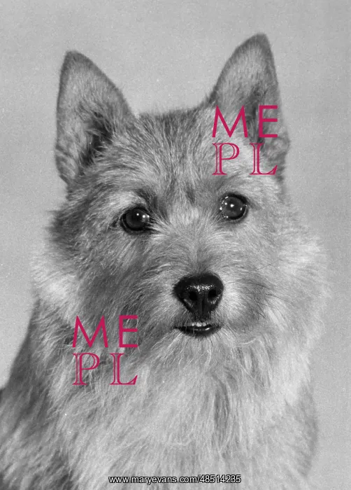 : FALL / NORWICH TERRIER / 72 : FALL / NORWICH TERRIER / 72