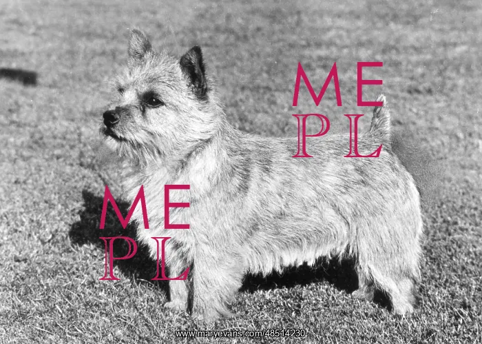 : FALL / NORWICH TERRIER / 73