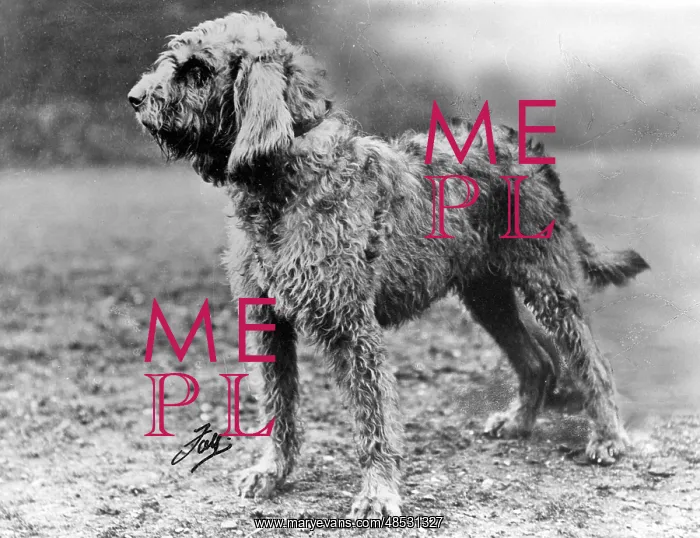 : Fall - Otter Hound - 1934