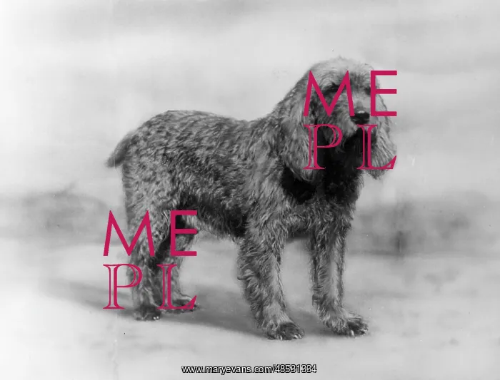  : Fall - Otter Hound - 1934
