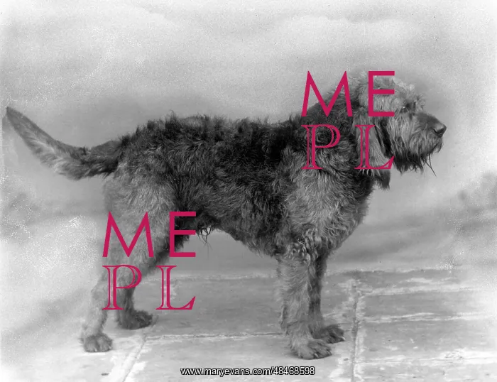 : FALL / OTTER HOUND / 1936 : FALL / OTTER HOUND / 1936