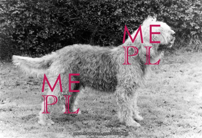 : FALL / OTTER HOUND / 1983 : FALL / OTTER HOUND / 1983