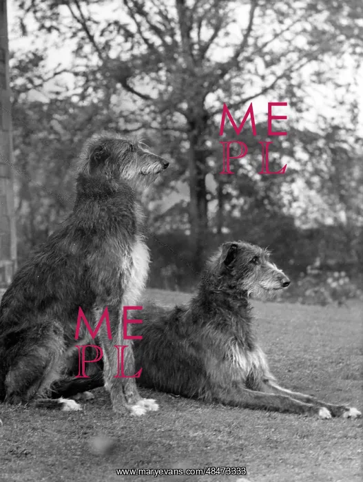 : FALL / PAIR OF DEERHOUNDS : FALL / PAIR OF DEERHOUNDS