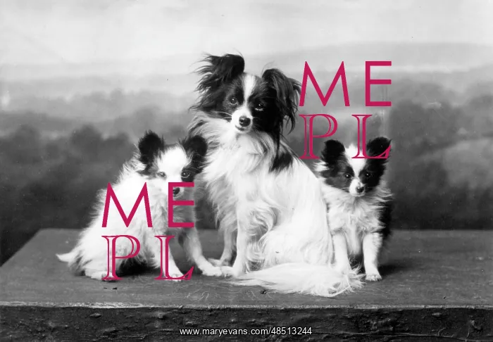 : FALL / PAPILLON / 1935 : FALL / PAPILLON / 1935