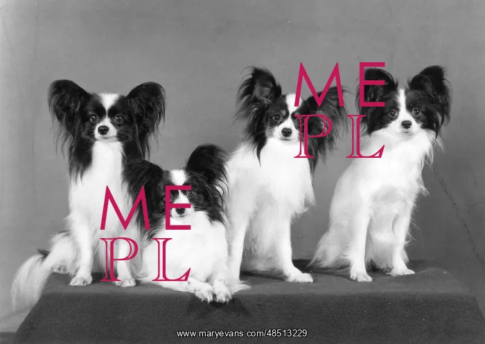 : FALL / PAPILLON / 1977 : FALL / PAPILLON / 1977