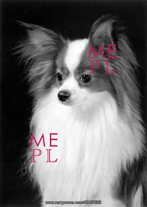  : FALL / PAPILLON / 1979