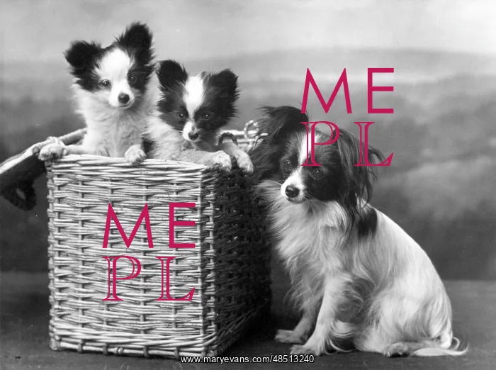  : FALL / PAPILLON / BASKET
