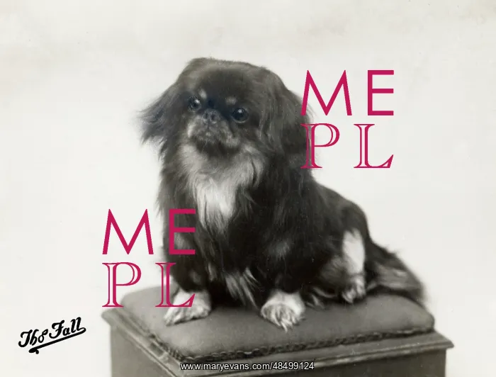  : FALL / PEKINGESE / 1910