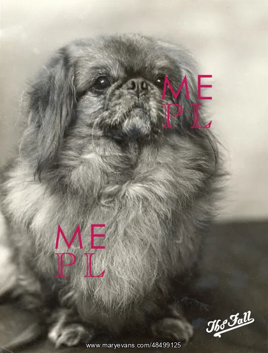 : FALL / PEKINGESE / 1912