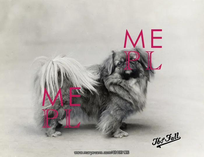  : FALL / PEKINGESE / 1912