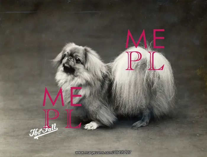  : FALL / PEKINGESE / 1914