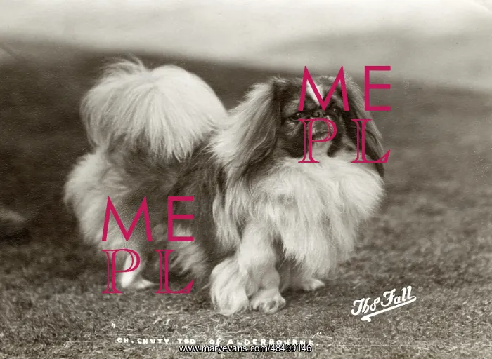  : FALL / PEKINGESE / 1919 / 20