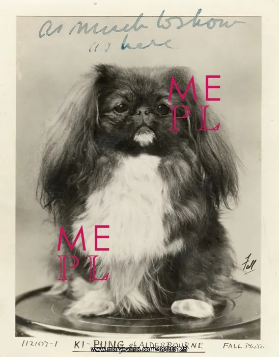  : FALL / PEKINGESE / 1919