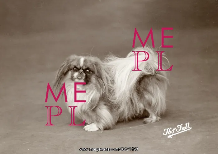  : FALL / PEKINGESE / 1925
