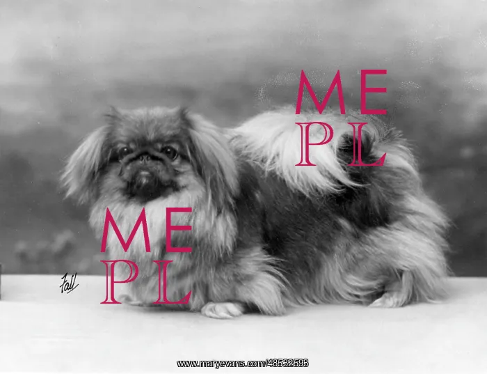  : FALL / PEKINGESE / 1926