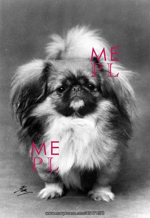: FALL / PEKINGESE / 1928 : FALL / PEKINGESE / 1928