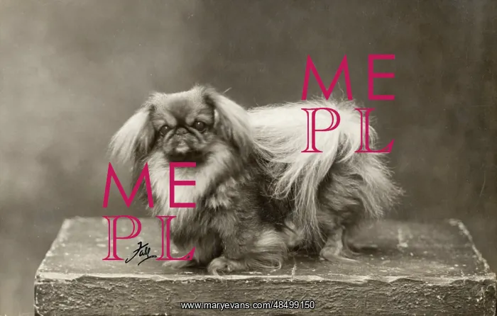  : FALL / PEKINGESE / 1928
