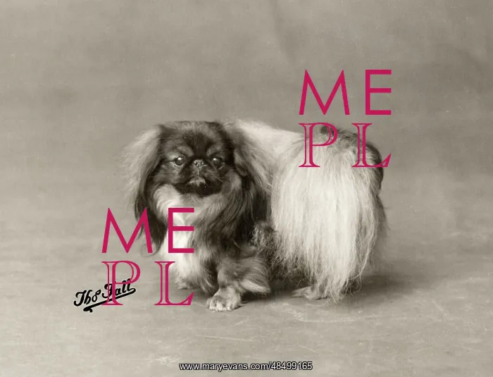 : FALL / PEKINGESE / 1929 : FALL / PEKINGESE / 1929