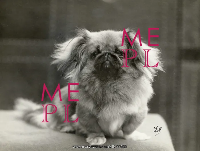  : FALL / PEKINGESE / 1930