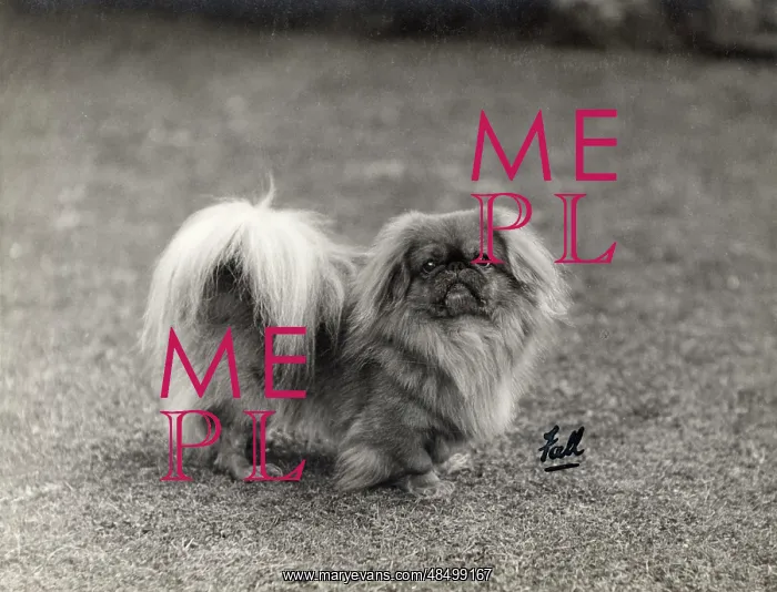  : FALL / PEKINGESE / 1930