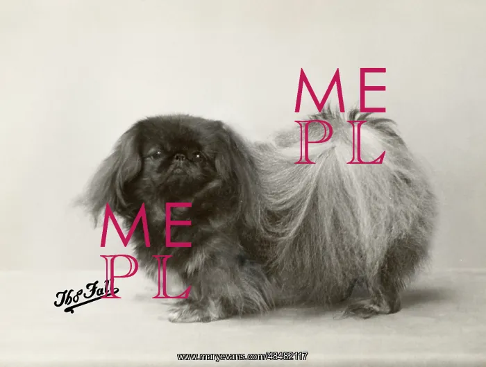  : FALL / PEKINGESE / 1932