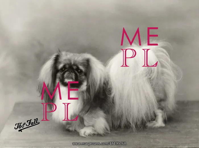 : FALL / PEKINGESE / 1932 : FALL / PEKINGESE / 1932