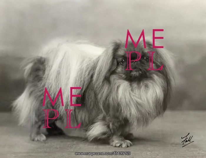 : FALL / PEKINGESE / 1932 : FALL / PEKINGESE / 1932