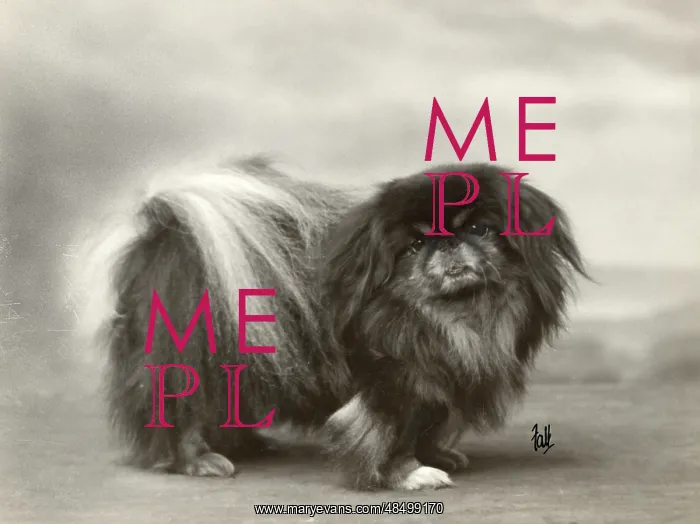 : FALL / PEKINGESE / 1932 : FALL / PEKINGESE / 1932