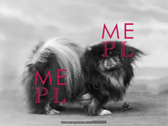  : FALL / PEKINGESE / 1932