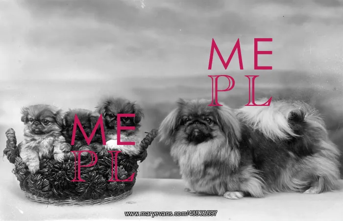 : FALL / PEKINGESE / 1932 : FALL / PEKINGESE / 1932
