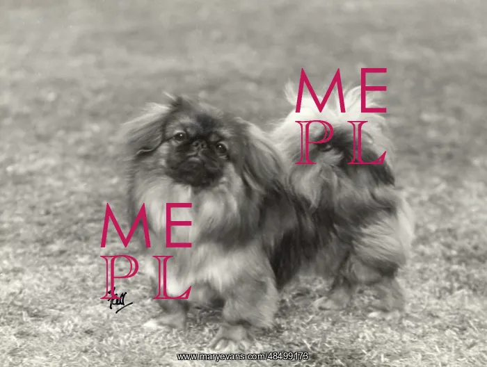 : FALL / PEKINGESE / 1934 : FALL / PEKINGESE / 1934