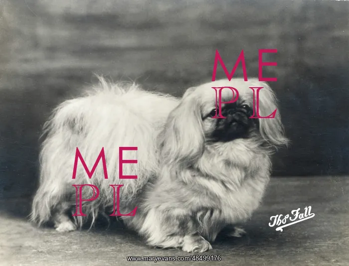  : FALL / PEKINGESE / 1935