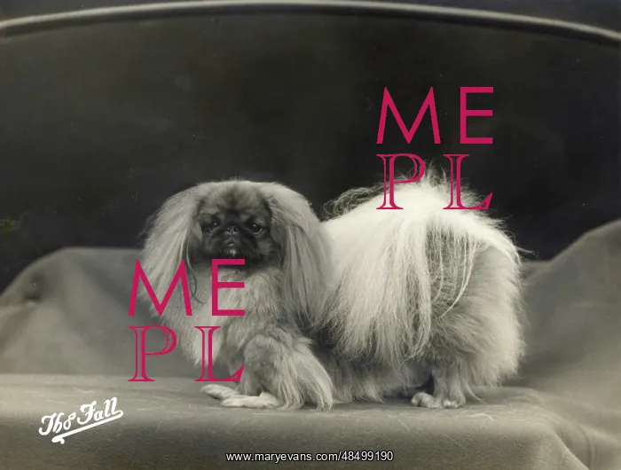  : FALL / PEKINGESE / 1935