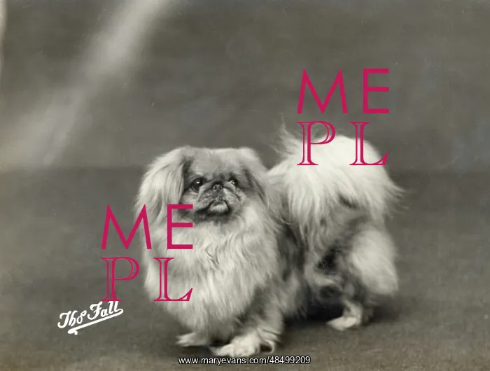  : FALL / PEKINGESE / 1936