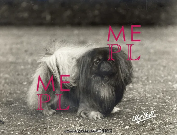  : FALL / PEKINGESE / 1936