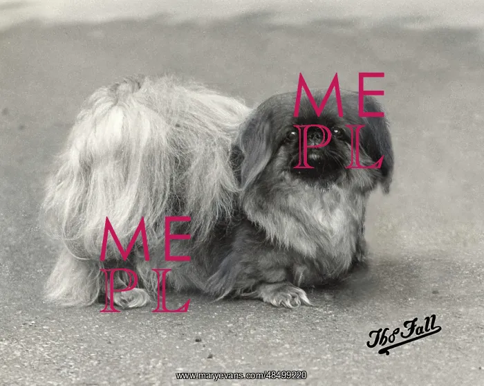  : FALL / PEKINGESE / 1936