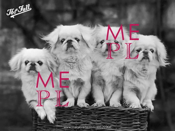 : FALL / PEKINGESE / 1936 : FALL / PEKINGESE / 1936