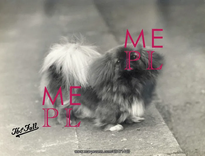  : FALL / PEKINGESE / 1937