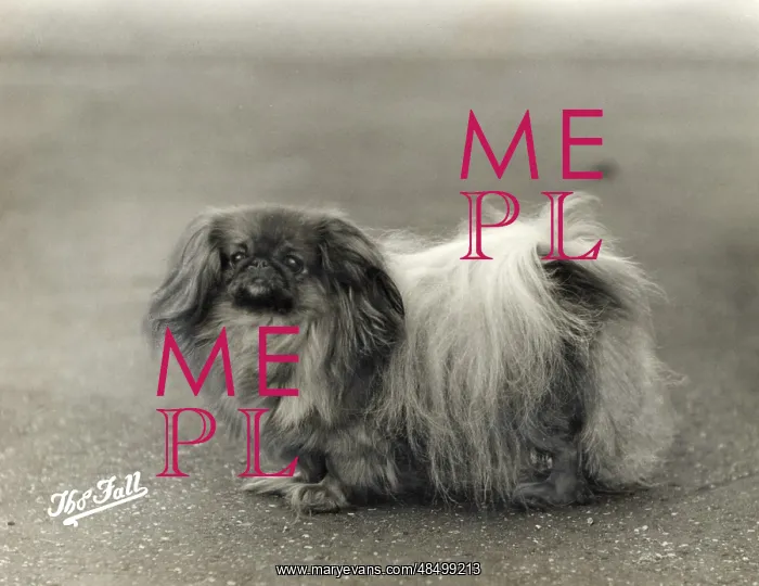  : FALL / PEKINGESE / 1937