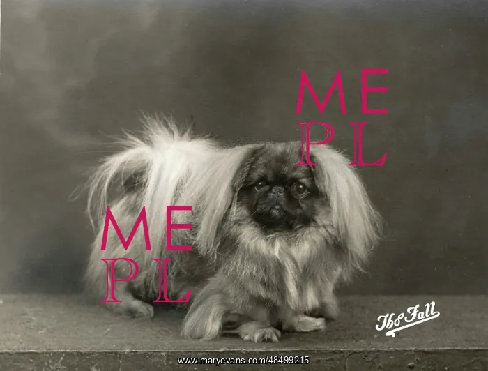  : FALL / PEKINGESE / 1937
