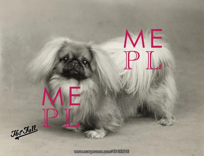 : FALL / PEKINGESE / 1937