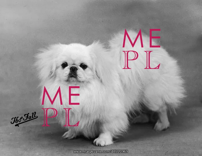 : FALL / PEKINGESE / 1938